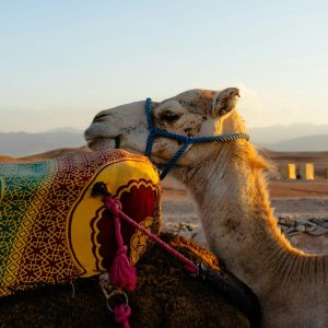 tommaso-poletti-cVaCh5z_R3s-unsplash